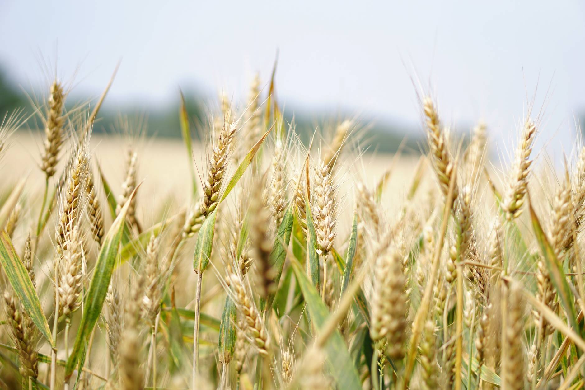 Small Grains Crop Provisions Changes Effective for the 2022 and