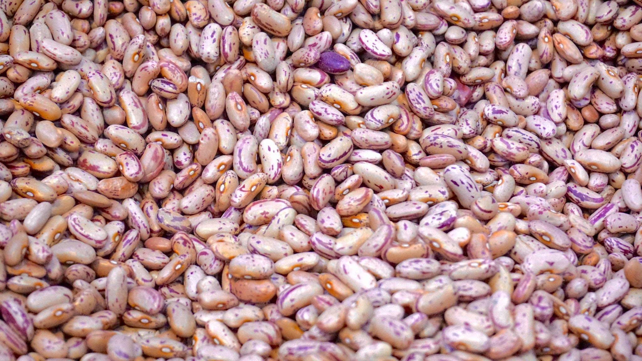Dry Bean and Dry Pea Crop Provisions Changes Effective for the 2022 and